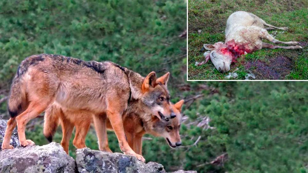 Aumentan los ataques del lobo: Casi un centenar de muertes en la comarca asturiana del Caudal