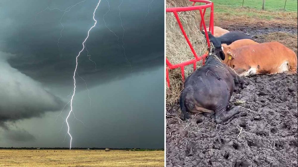 Un rayo fulmina a 14 vacas mientras se alimentaban en un comedero
