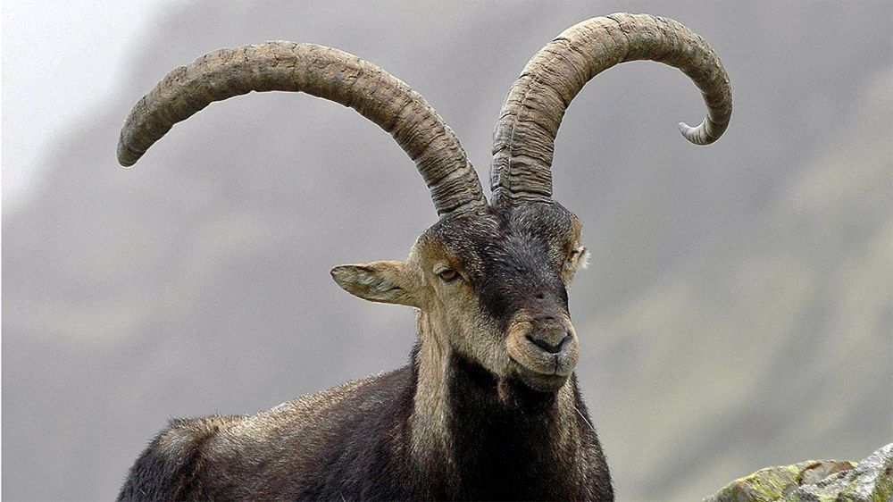 Las reservas de caza de cabra montés, un pilar ambiental, económico y social para el entorno