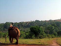  Elefante doméstico en la zona de Mondulkiri.