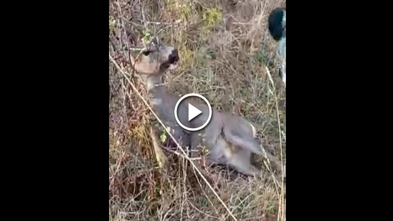   cazadores liberan a un corzo