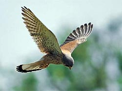  Cernícalo común (Falco tinnunculus).