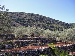  Márgenes de piedra en un monte valenciano.