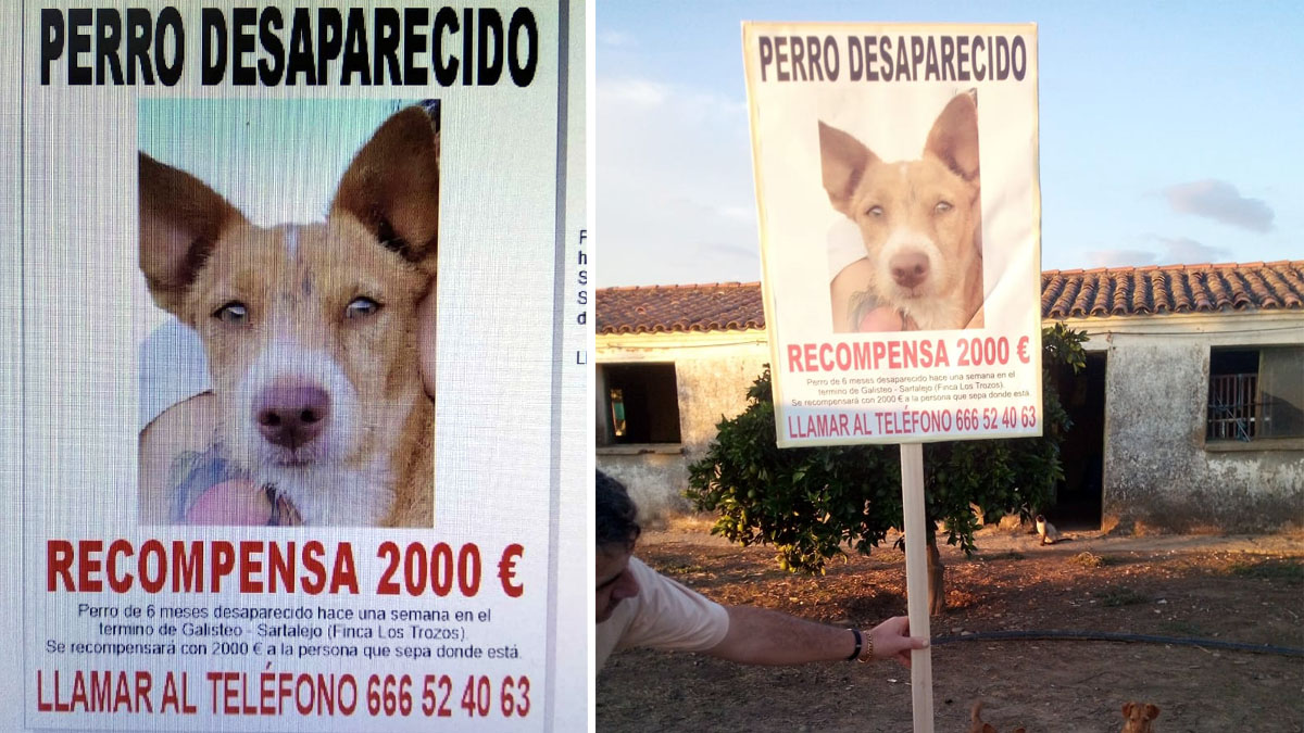  2000 euros recompensa perro perdido