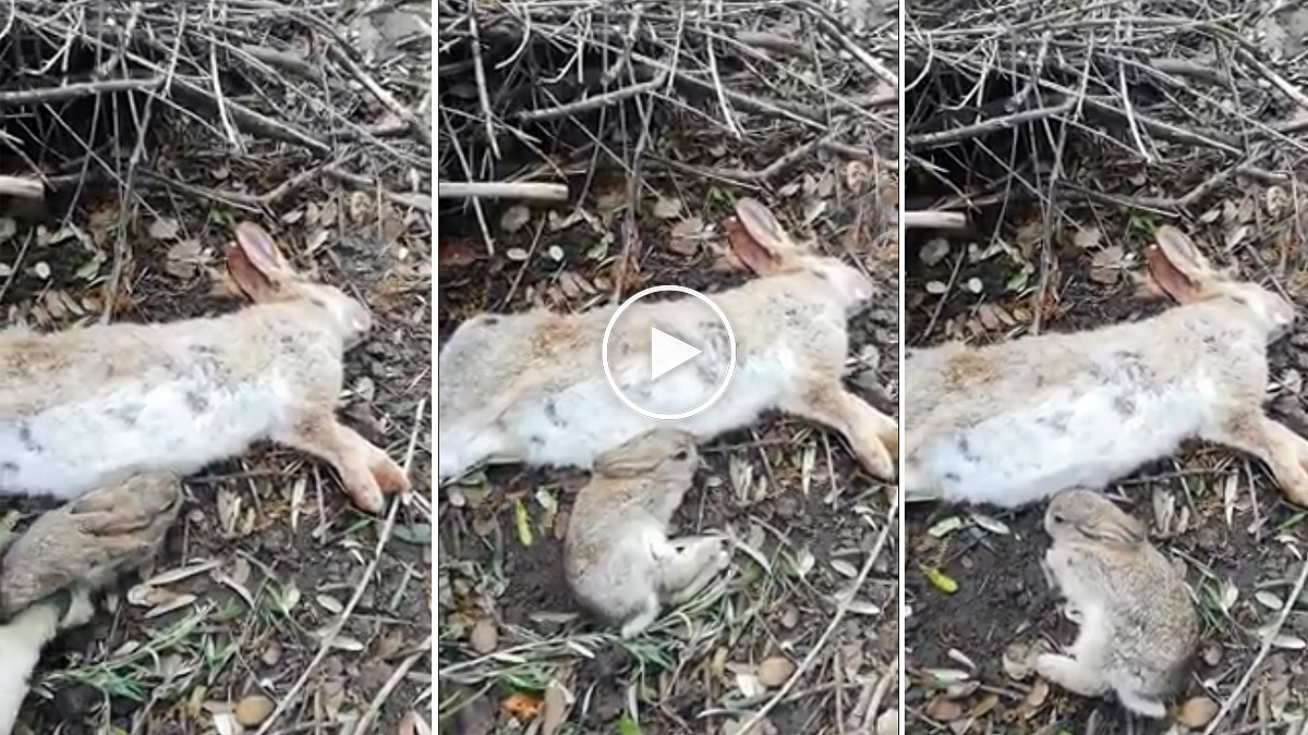  Encuentra un conejo intentando mamar de su madre muerta por NHV