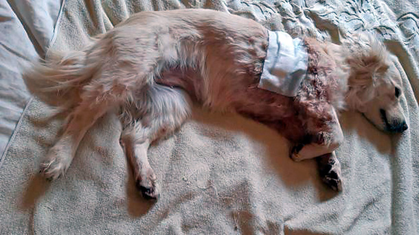  Un jabalí hiere gravemente a un perro