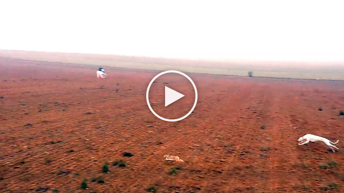  Galgos tras la liebre desde dron