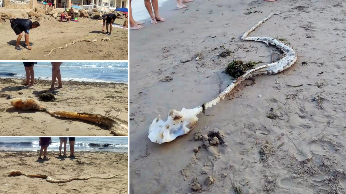   extraña criatura en playa Elche esqueleto tiburón