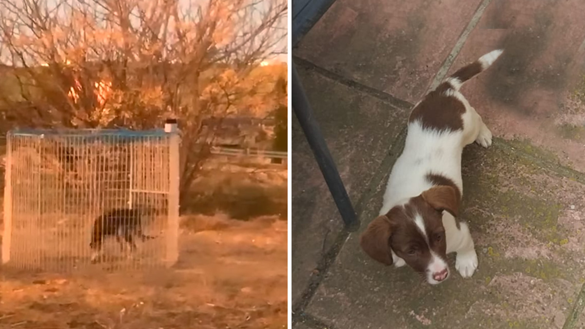   grupos organizados roban perros de caza en el sur de Madrid