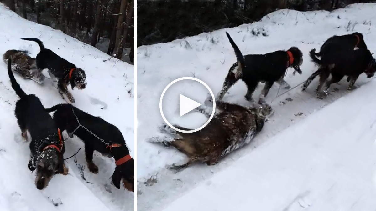   perro caza arrastran jabalí