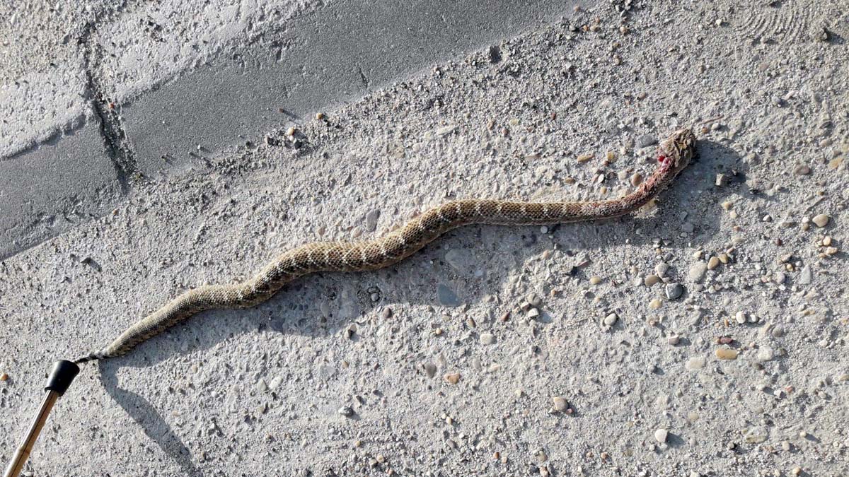  serpiente cascabel mordió toledo hombre 30 años