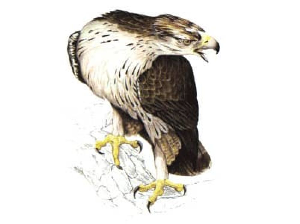 Aguila-azor Perdicera