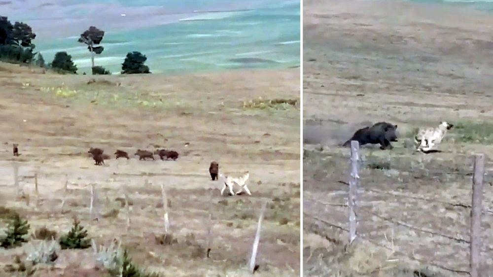 Un gigantesco jabalí ataca a un perro pastor