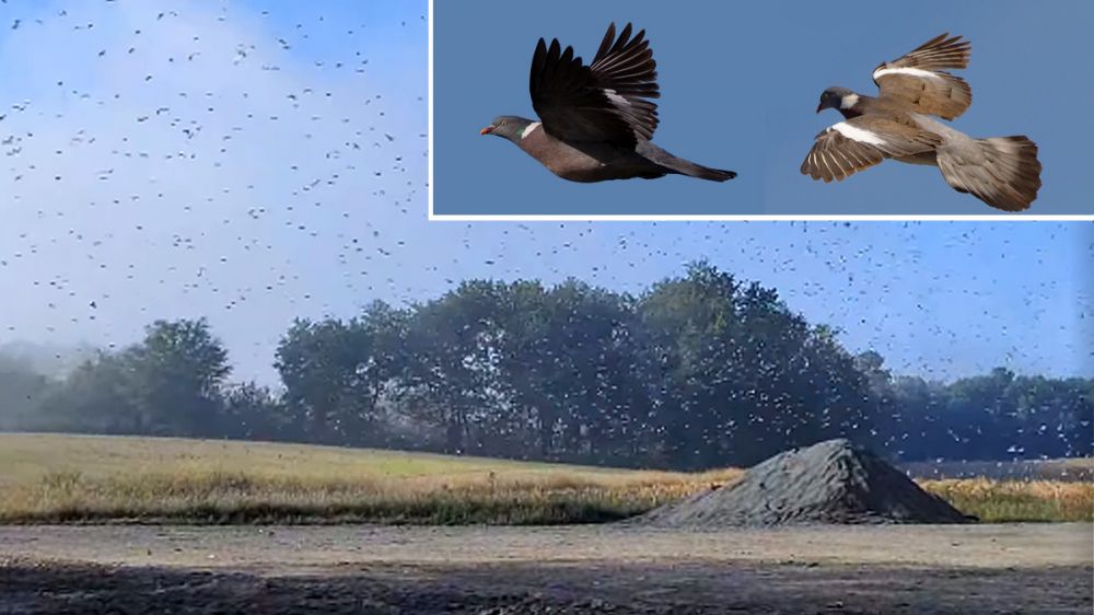 Miles de palomas torcaces cubren el cielo