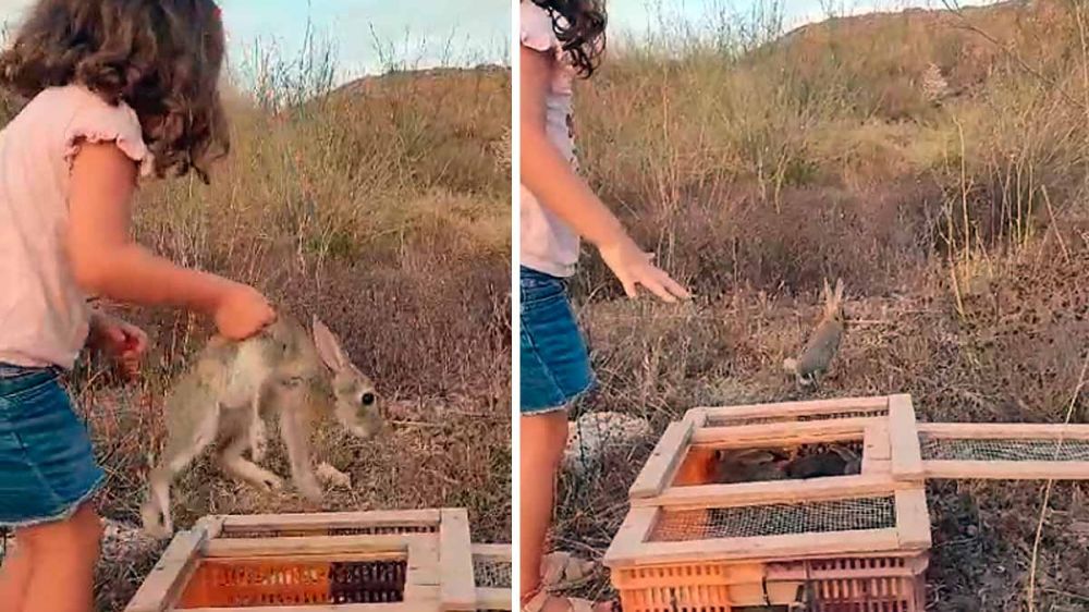 Una podenquera de cuatro años libera los conejos capturados con vida por sus perros