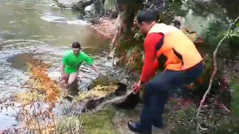 Cazadores se lanzan a las heladas aguas de un río asturiano para recuperar un jabalí abatido