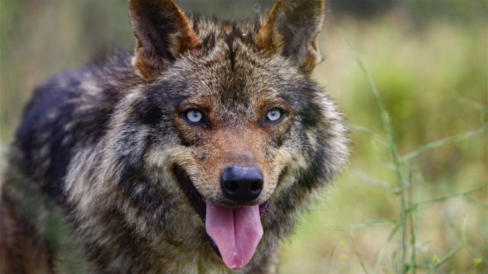 Los rehaleros de ARRECAL piden formalmente a la Comisión Europea que elimine el lobo ibérico del listado de especies en régimen de protección especial en España