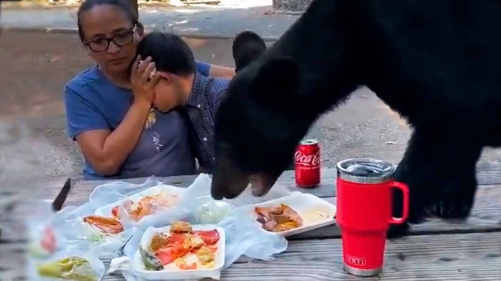 Un oso aterroriza a una madre y a su hijo al subir a la mesa donde comían y robar su comida