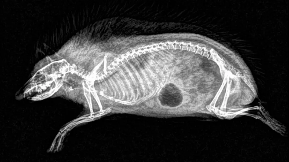   radiografías animales