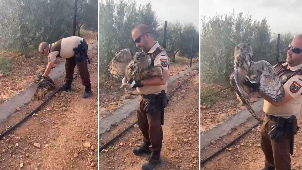 Un guarda rural rescata a un búho real herido en Ciudad Real