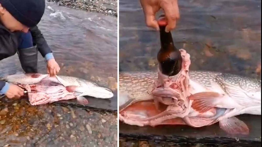 Pescador encuentra un botellín de cerveza en el estómago de un lucio