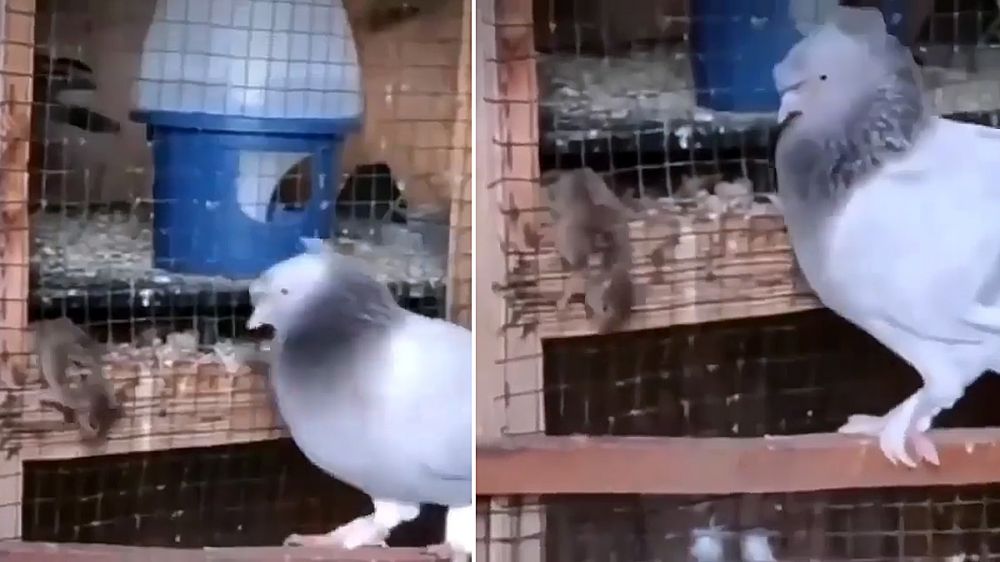 Una paloma mata a un ratón a picotazos
