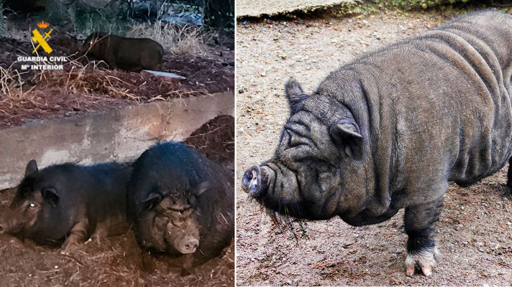 Así se destruye un ecosistema: investigan a una persona por liberar cerdos vietnamitas en el campo