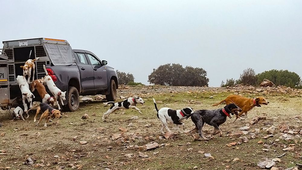 Máximo 14 perros por perrera, la medida que indigna a los cazadores catalanes