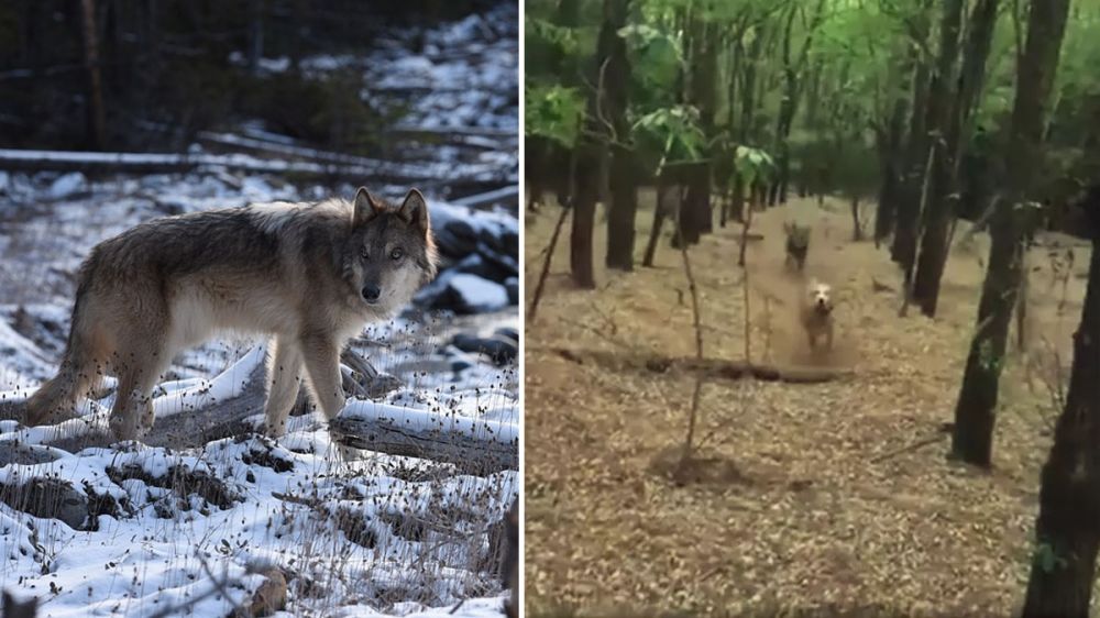Un cazador dispara a un lobo que estaba atacando a su perro
