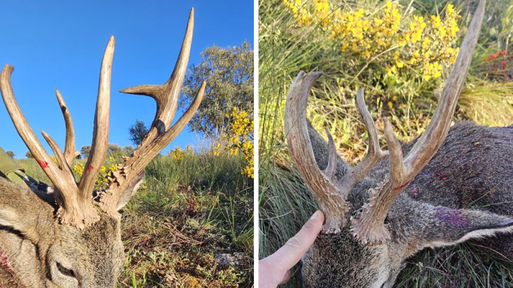 Caza un corzo con 11 puntas en la provincia de Soria