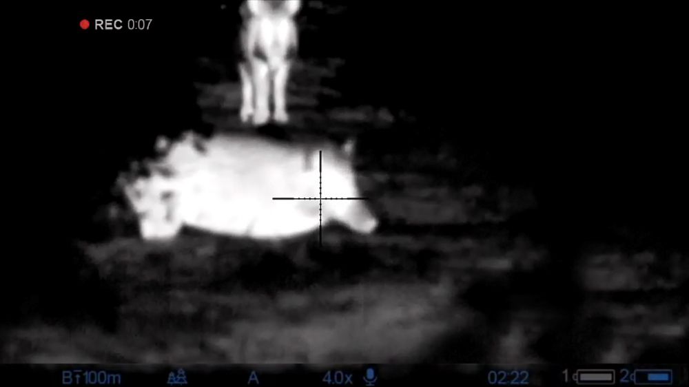 La caza nocturna de jabalíes que dañan cosechas: con visor nocturno y certeza en los disparos