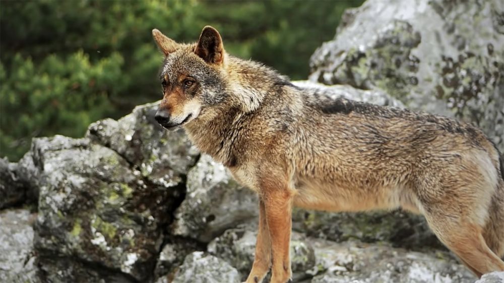 Fundación Artemisan pide a Teresa Ribera que retire al lobo del LESPRE tras la propuesta de la Comisión Europea