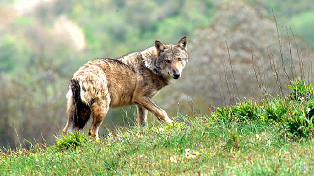 El problema de la hibridación de las especies salvajes: el lobo italiano en España