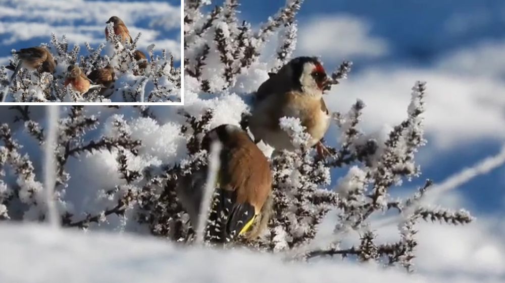 Jilgueros y pardillos comunes se alimentan en un entorno nevado