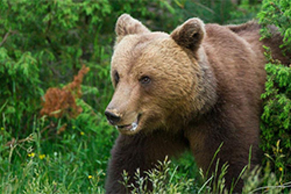 Eslovenia autoriza la caza de 93 de sus 450 osos salvajes