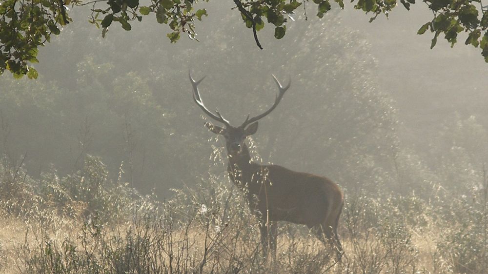 La carne de caza proveniente de parques nacionales derrumba los precios