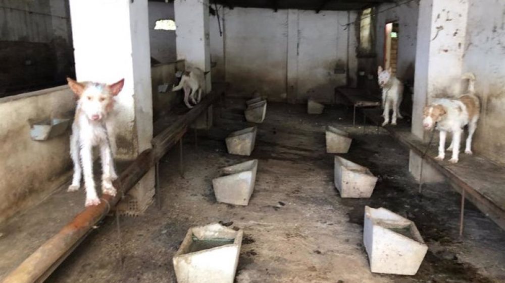 Los 25 perros intervenidos en ‘pésimas condiciones’ en Hornachuelos no pertenecían a una rehala