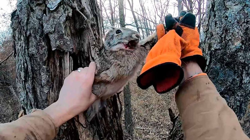 Un conejo sube a un árbol para huir de los perros de caza