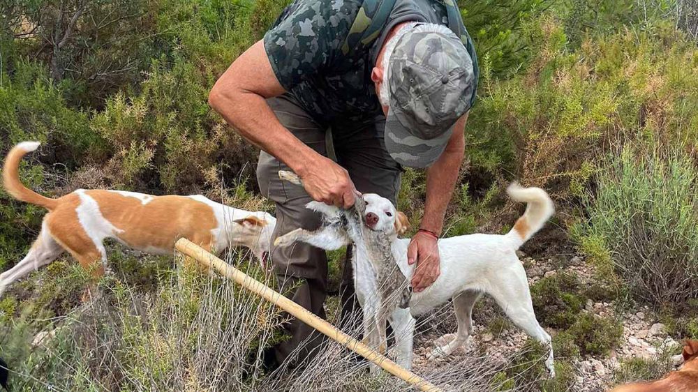 Cazamos conejos a diente con los podencos andaluces del campeón de España de Caza Menor con Perro 