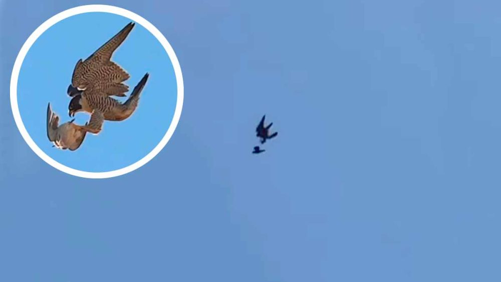 El vertiginoso picado de un halcón para cazar una paloma
