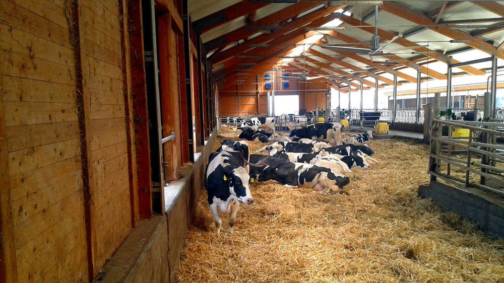Un ganadero, condenado a pagar 106.000 euros a sus vecinos por el olor y el ruido que producen sus vacas