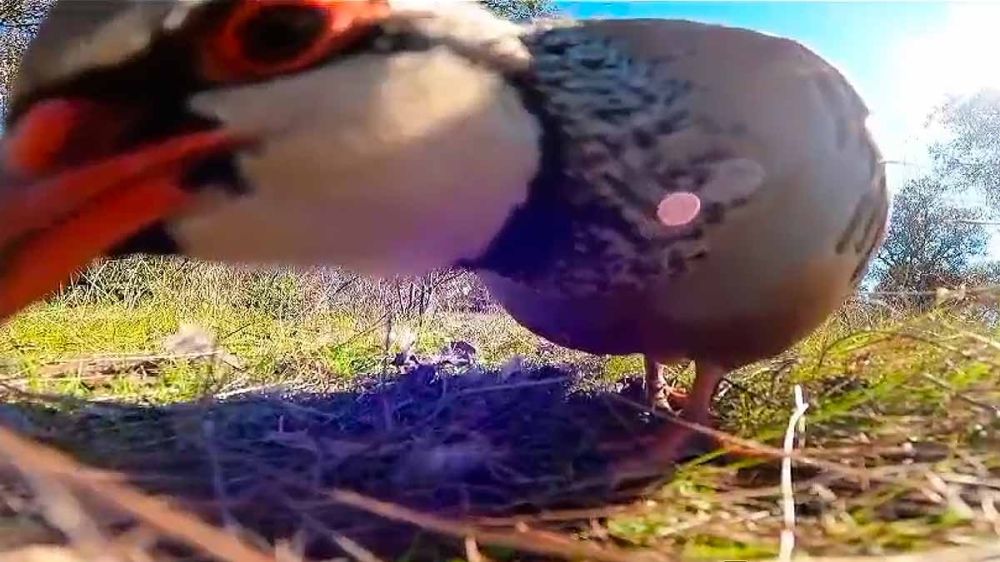 Un macho de perdiz roja se pelea con una cámara GoPro
