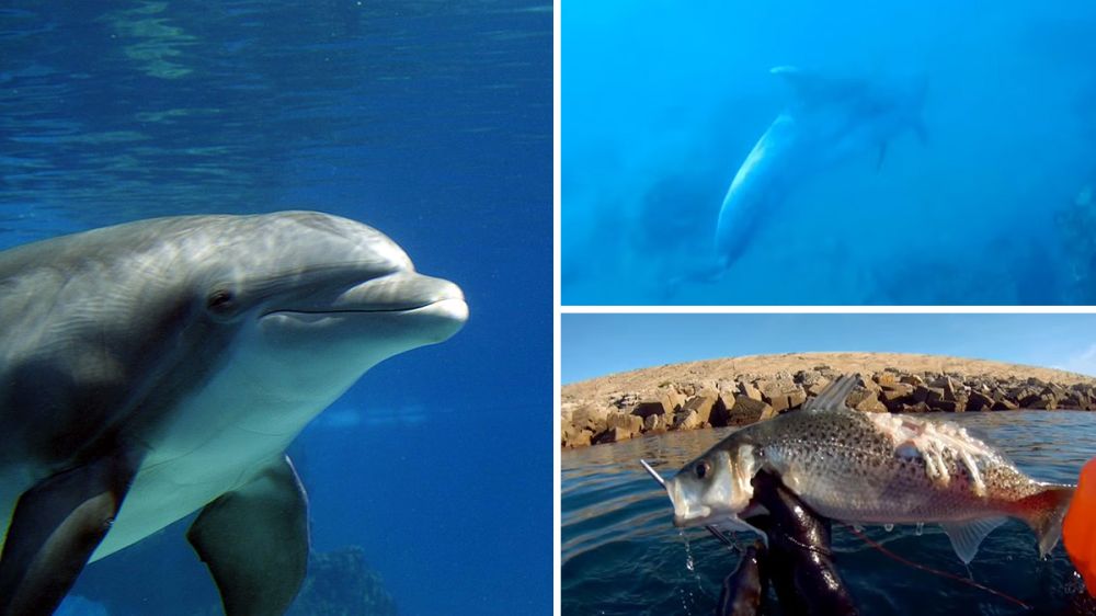 Un delfín intenta robarle la presa a un pescador submarino en un vídeo impresionante
