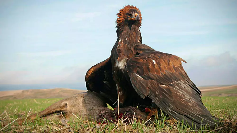 Caza de zorros, corzos y rebecos con águila real