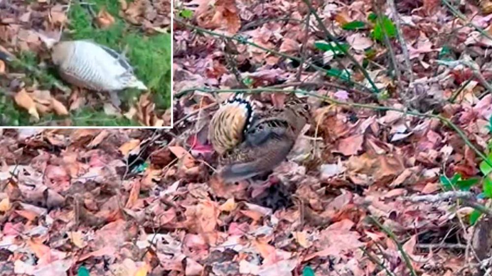 Una becada que finge estar muerta y otra que desafía al cazador: ¿Qué les pasa a estas aves?