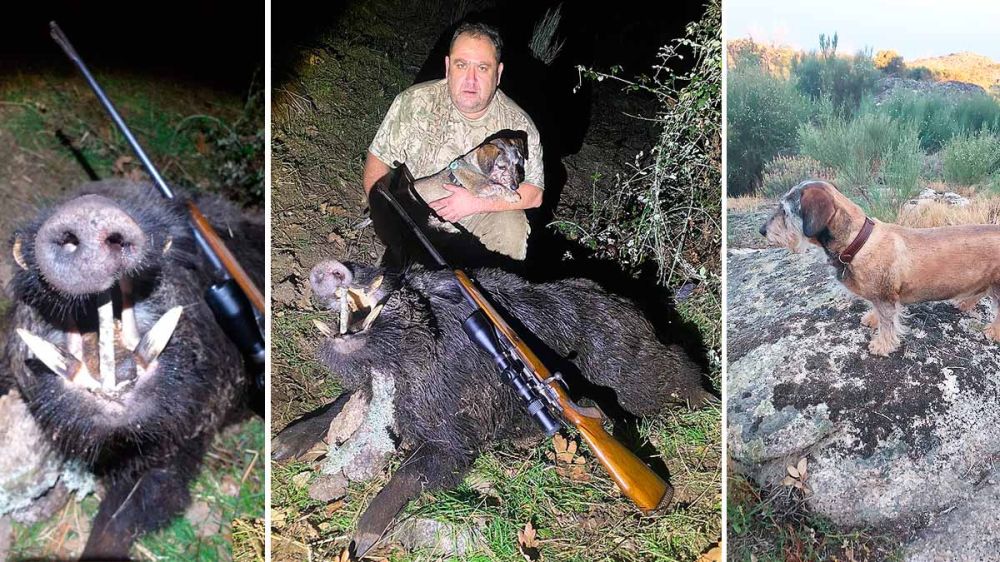 Un cazador abate un jabalí medalla de oro a la espera gracias a un perro de sangre 