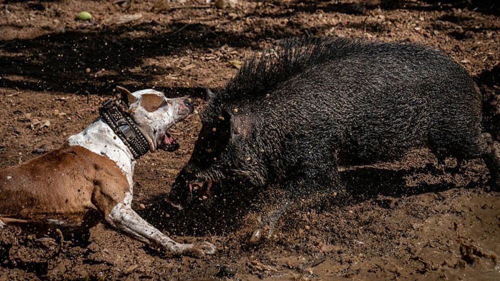 Un bulldog americano se enfrenta a una numerosa piara de jabalíes