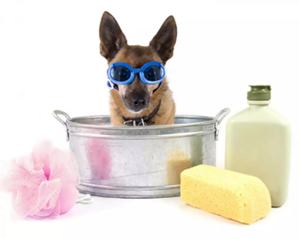 Aspectos de higiene y aseo que debemos tener en cuenta en nuestros perros