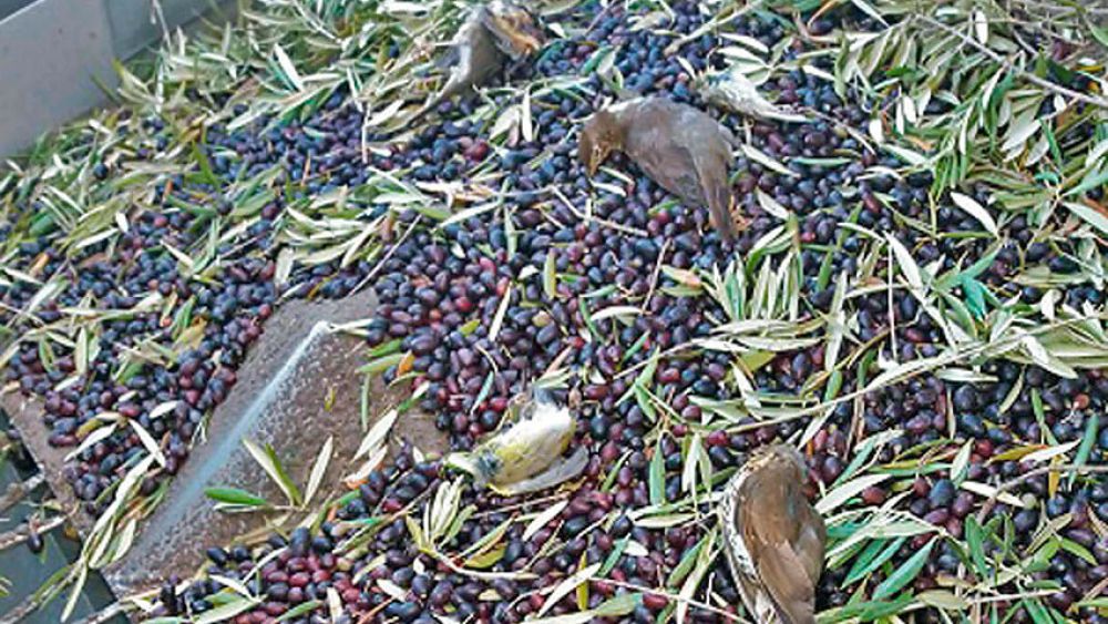 Millones de aves migratorias muertas por la cosecha nocturna del olivar