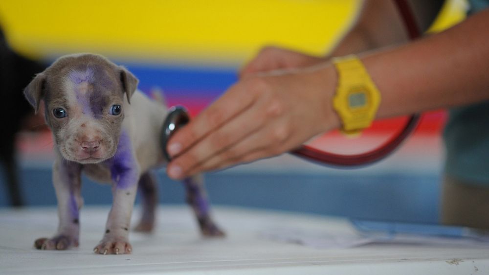 Los veterinarios rechazan la nueva Ley de Bienestar Animal: «Es papel mojado»